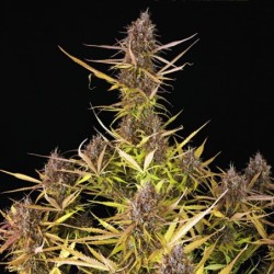 Purple Queen Auto semi cannabis Royal Queen Seeds
