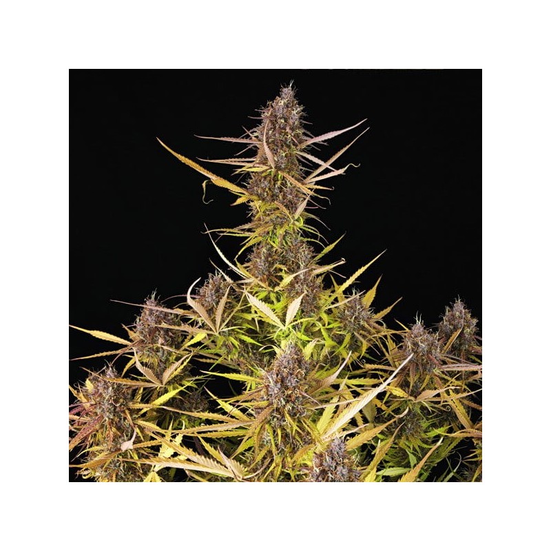 Purple Queen Auto semi cannabis Royal Queen Seeds