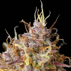 Purple Queen Auto semi cannabis Royal Queen Seeds