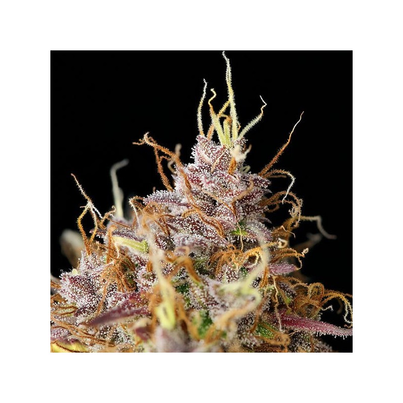 Purple Queen Auto semi cannabis Royal Queen Seeds
