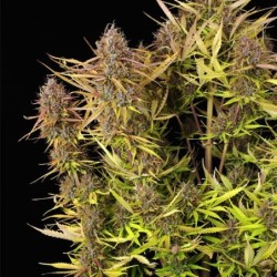 Purple Queen Auto semi cannabis Royal Queen Seeds