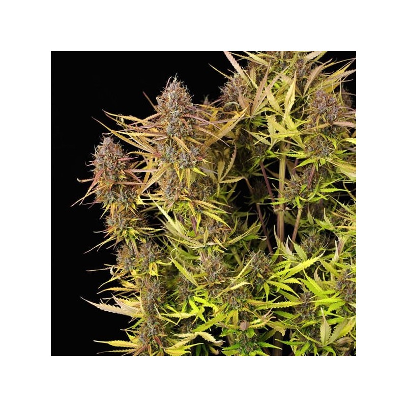 Purple Queen Auto semi cannabis Royal Queen Seeds