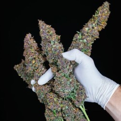 Purple Queen Auto semi cannabis Royal Queen Seeds