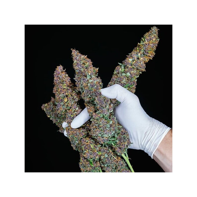 Purple Queen Auto semi cannabis Royal Queen Seeds