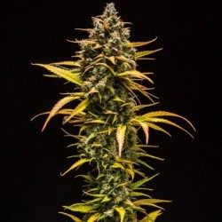 Purple Queen Auto semi cannabis Royal Queen Seeds