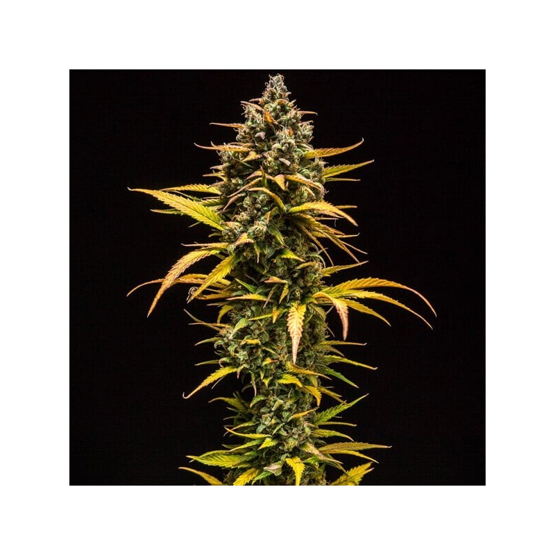 Purple Queen Auto semi cannabis Royal Queen Seeds