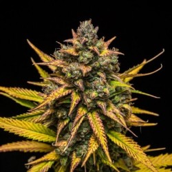 Purple Queen Auto semi cannabis Royal Queen Seeds