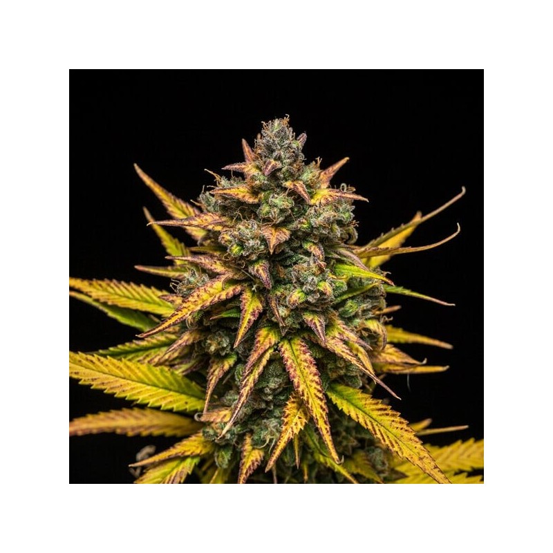 Purple Queen Auto semi cannabis Royal Queen Seeds