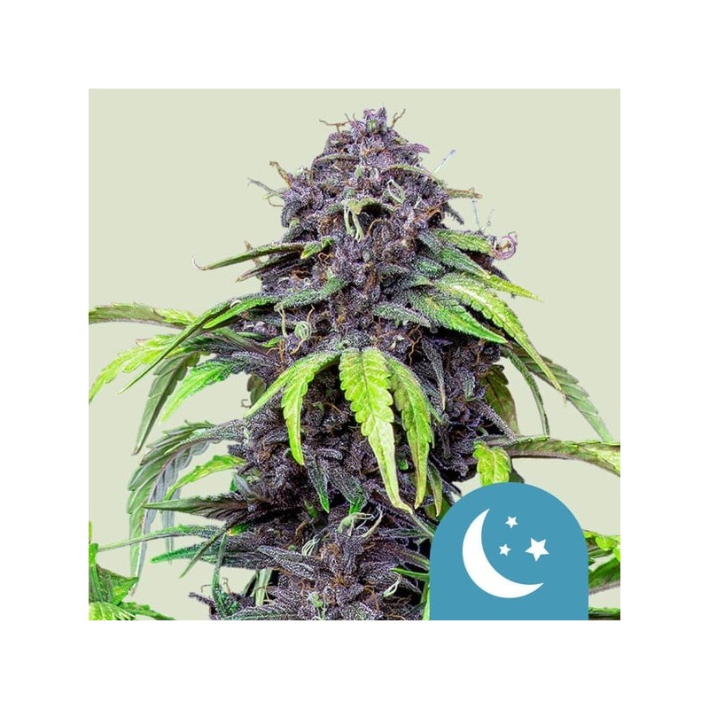 Purplematic CBD Auto semi cannabis Royal Queen Seeds
