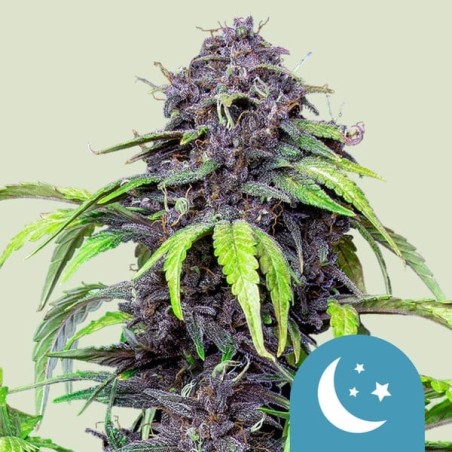 Purplematic CBD Auto semi cannabis Royal Queen Seeds