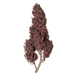 Purplematic CBD Auto semi cannabis Royal Queen Seeds