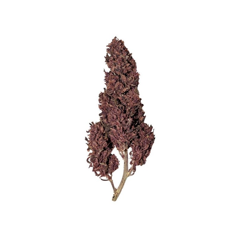 Purplematic CBD Auto semi cannabis Royal Queen Seeds