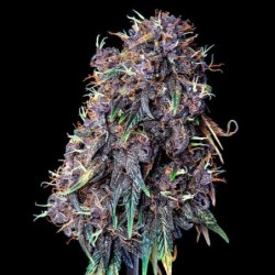 Purplematic CBD Auto semi cannabis Royal Queen Seeds