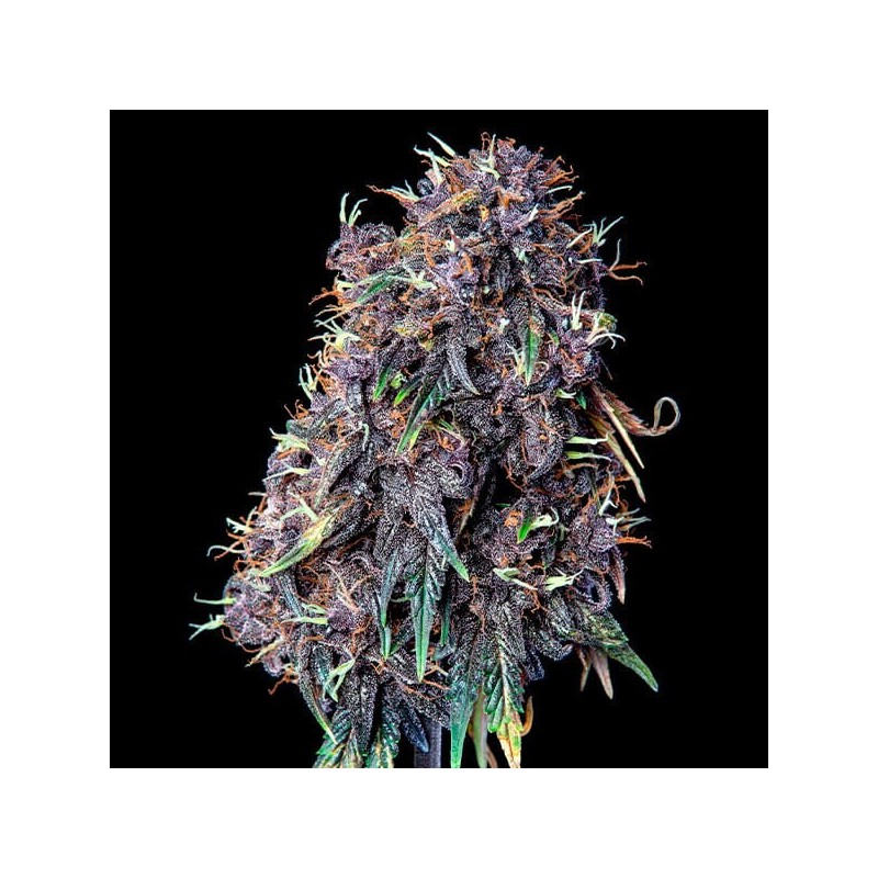 Purplematic CBD Auto semi cannabis Royal Queen Seeds
