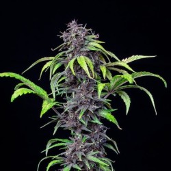 Purplematic CBD Auto semi cannabis Royal Queen Seeds