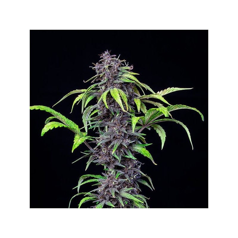 Purplematic CBD Auto semi cannabis Royal Queen Seeds
