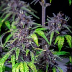 Purplematic CBD Auto semi cannabis Royal Queen Seeds