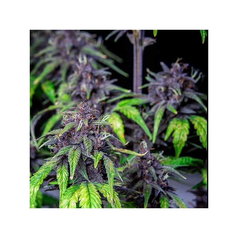 Purplematic CBD Auto semi cannabis Royal Queen Seeds