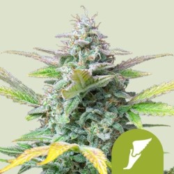 Quick One Auto semi cannabis Royal Queen Seeds