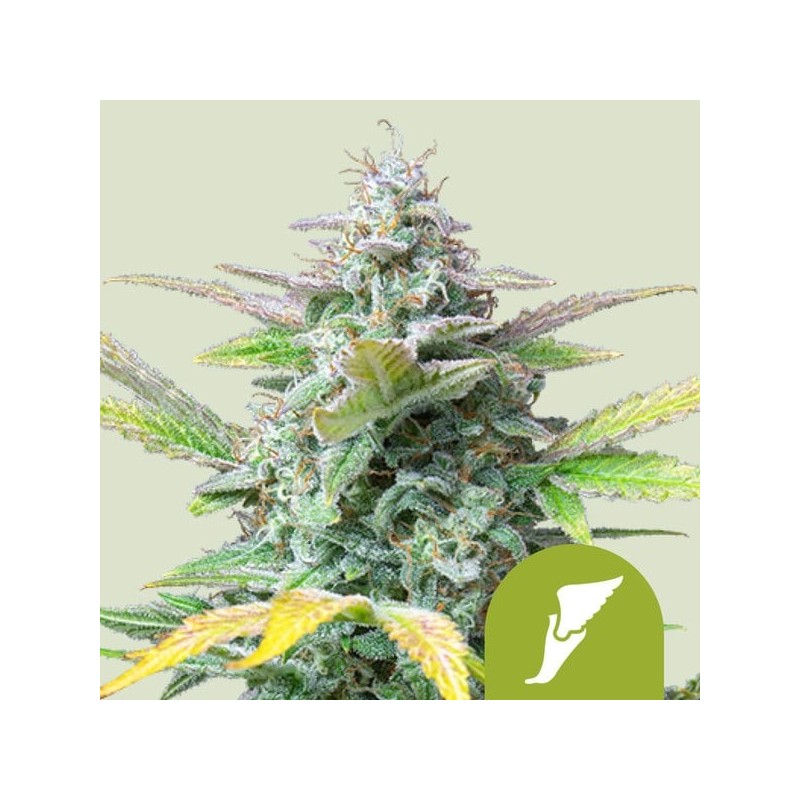 Quick One Auto semi cannabis Royal Queen Seeds