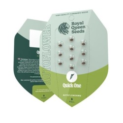 Quick One Auto semi cannabis Royal Queen Seeds