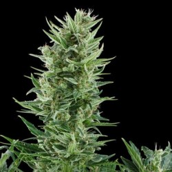 Quick One Auto semi cannabis Royal Queen Seeds