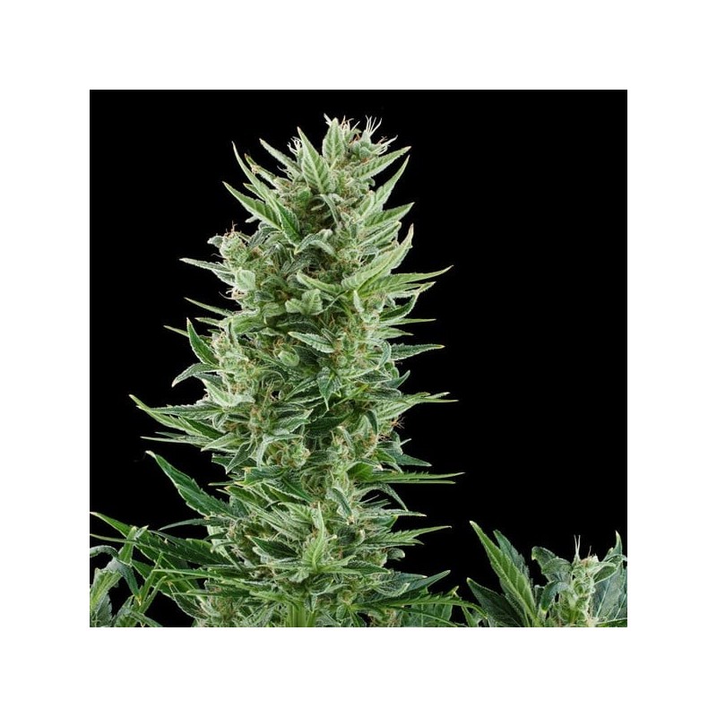 Quick One Auto semi cannabis Royal Queen Seeds