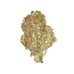 Quick One Auto semi cannabis Royal Queen Seeds