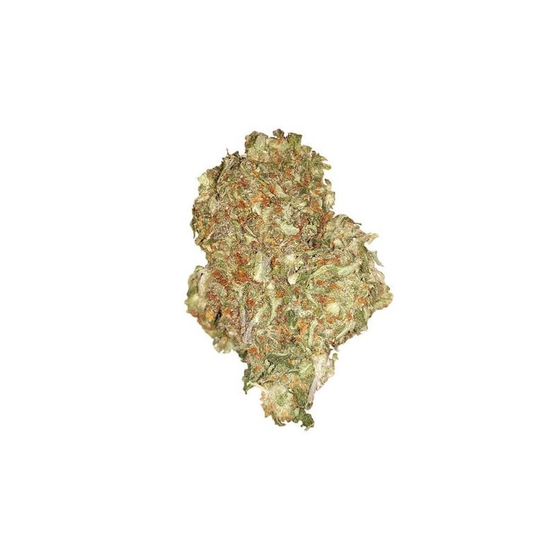 Quick One Auto semi cannabis Royal Queen Seeds
