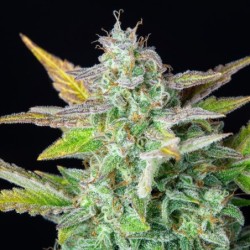 Quick One Auto semi cannabis Royal Queen Seeds