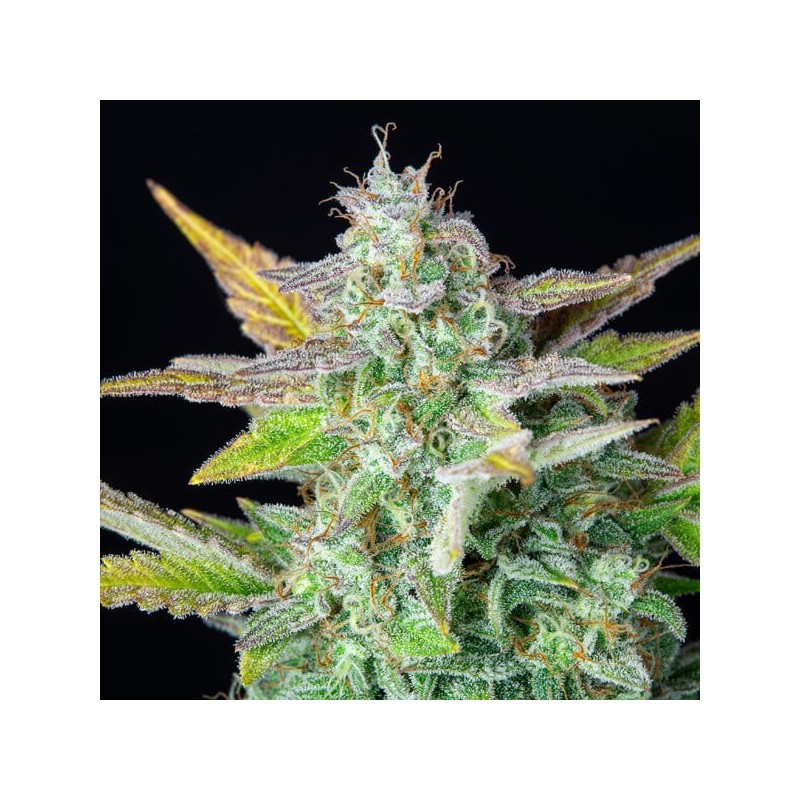 Quick One Auto semi cannabis Royal Queen Seeds