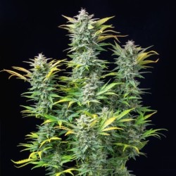 Quick One Auto semi cannabis Royal Queen Seeds