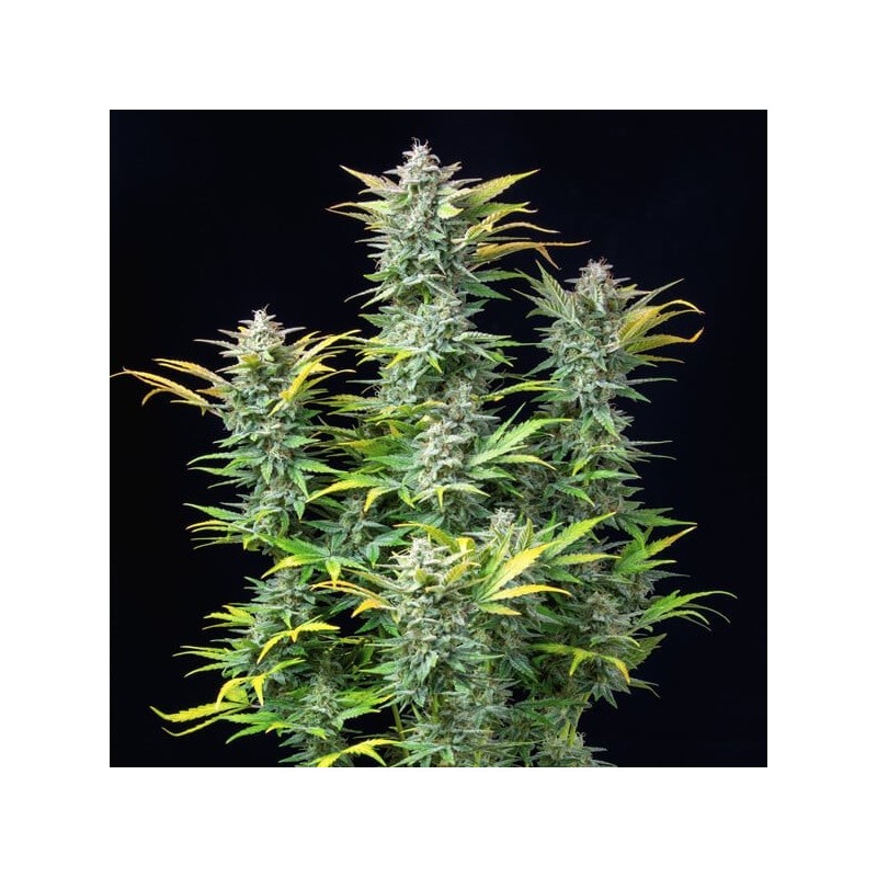 Quick One Auto semi cannabis Royal Queen Seeds