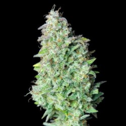 Quick One Auto semi cannabis Royal Queen Seeds