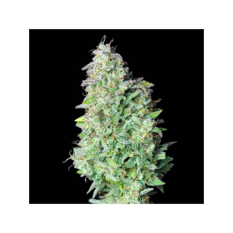 Quick One Auto semi cannabis Royal Queen Seeds