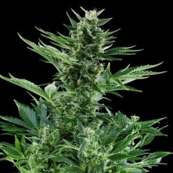 Quick One Auto semi cannabis Royal Queen Seeds