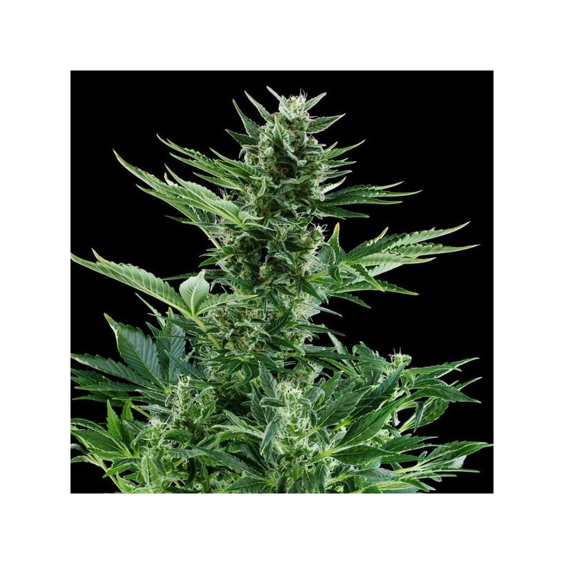Quick One Auto semi cannabis Royal Queen Seeds