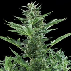 Quick One Auto semi cannabis Royal Queen Seeds