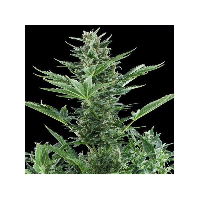 Quick One Auto semi cannabis Royal Queen Seeds