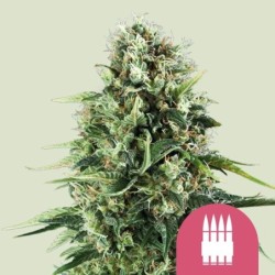 Royal AK semi cannabis Royal Queen Seeds
