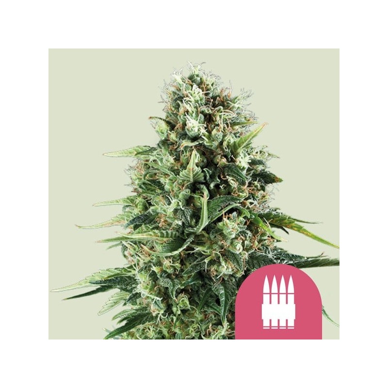Royal AK semi cannabis Royal Queen Seeds