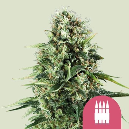 Royal AK semi cannabis Royal Queen Seeds