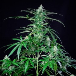 Royal AK semi cannabis Royal Queen Seeds