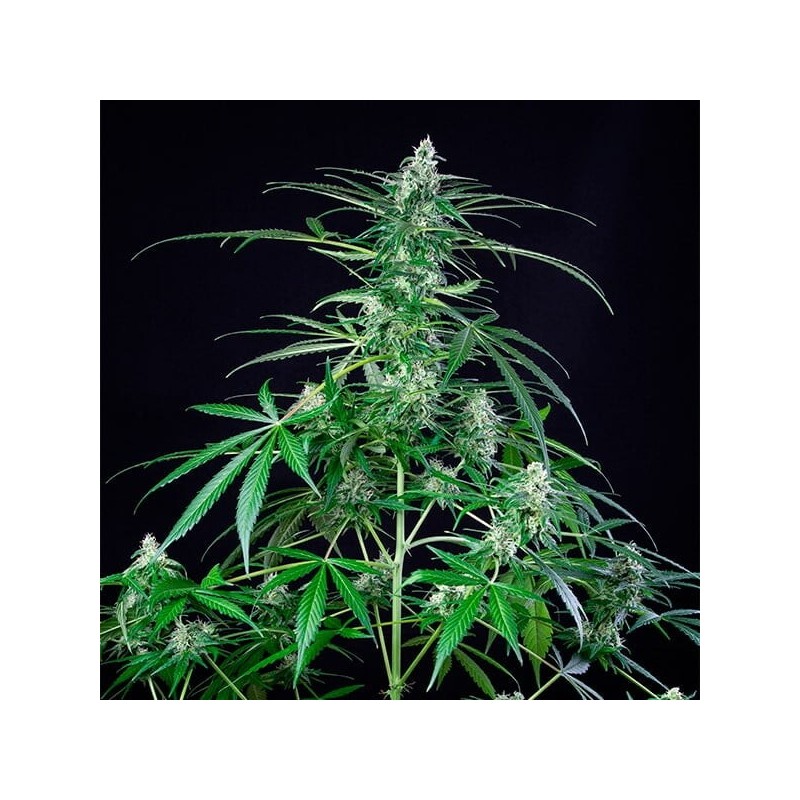 Royal AK semi cannabis Royal Queen Seeds