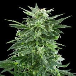 Royal AK semi cannabis Royal Queen Seeds