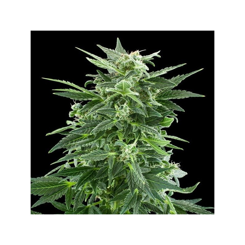 Royal AK semi cannabis Royal Queen Seeds