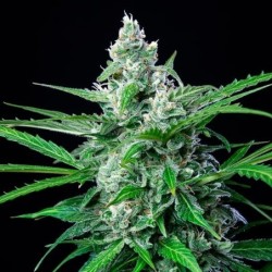 Royal AK semi cannabis Royal Queen Seeds