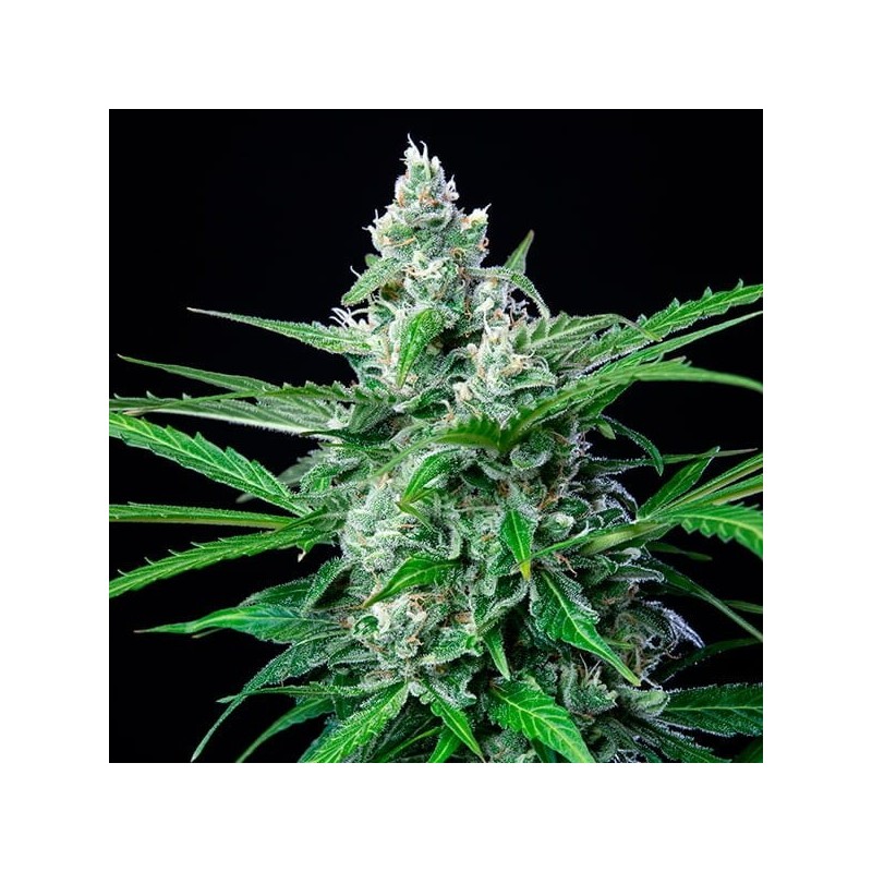 Royal AK semi cannabis Royal Queen Seeds