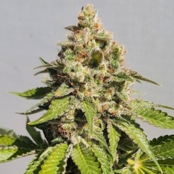 Royal AK semi cannabis Royal Queen Seeds