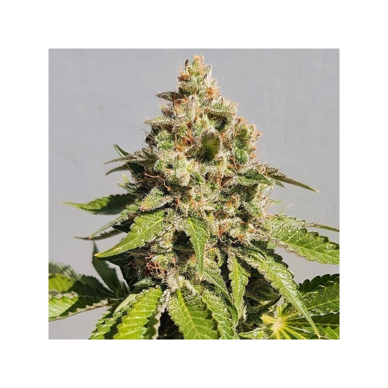 Royal AK semi cannabis Royal Queen Seeds